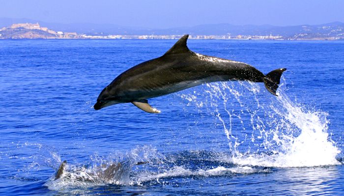gibraltar delfines